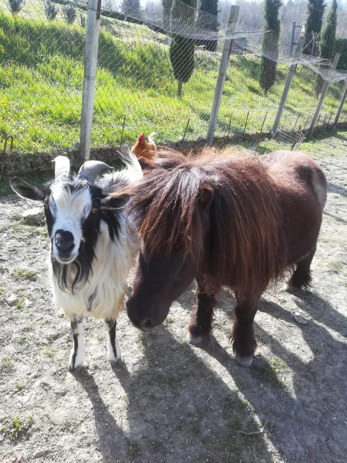 Agriturismo Selvella Allerona Eksteriør billede